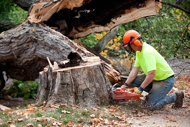 Plymouth, MI Tree Services Company